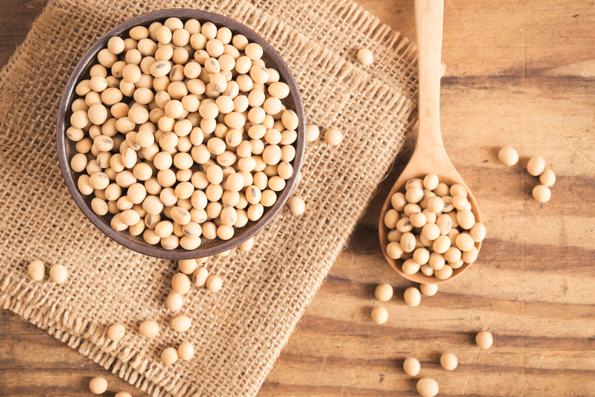    Качество соевого сыра зависит от качества бобов сои