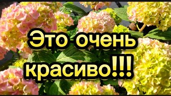 Как жемчужины!!! Прелесть 🌺