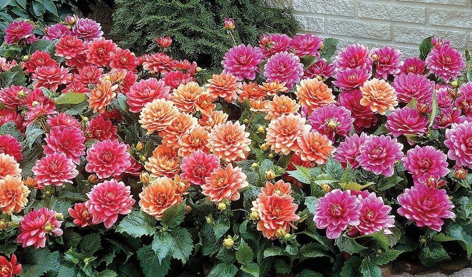 Легко ухаживать: 7 эффектных неприхотливых цветов для сада