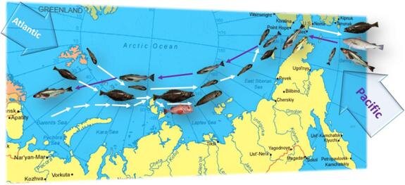    Схема миграций бореальных видов рыб в воды Сибирской Арктики. @ ИПЭЭ РАН РФ