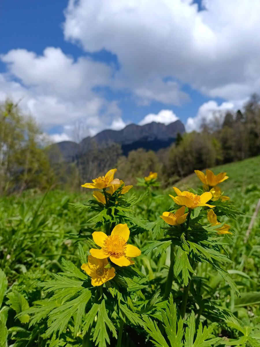 Цветущие лютики в Парке Большой Тхач