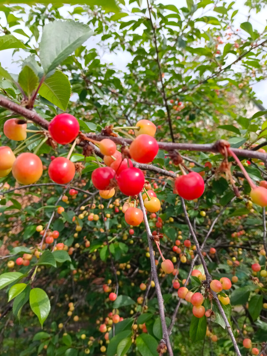Вишня на улицах Майкопа