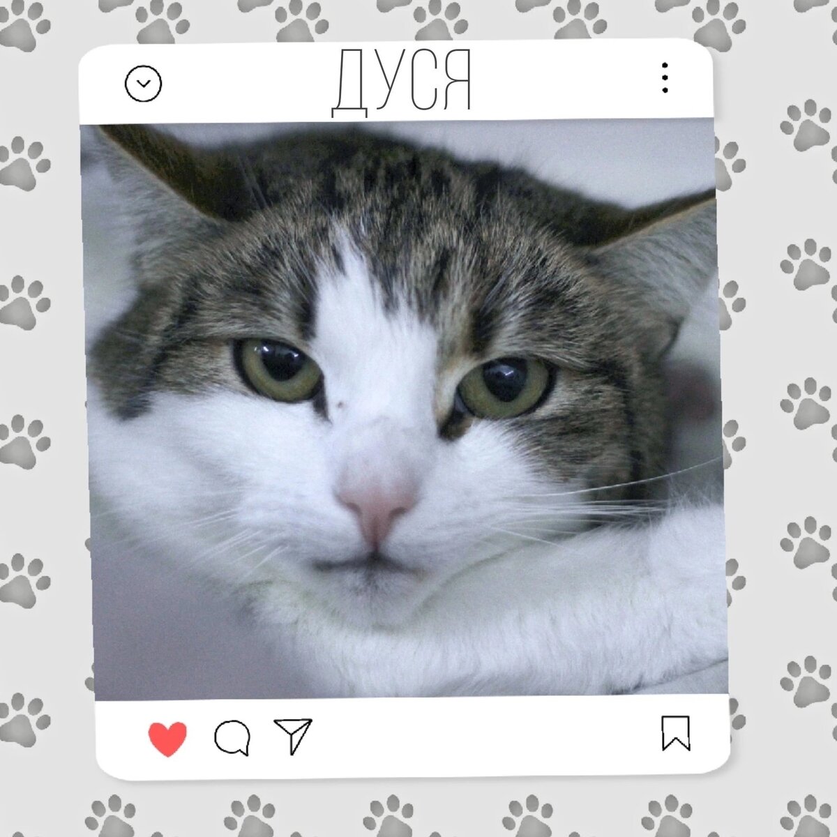 Кошка Дуся ищет дом 🐈✨️ | Приют для кошек 