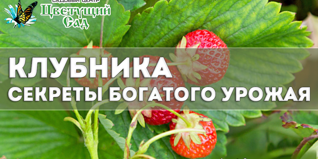 Клубника: секреты богатого урожая