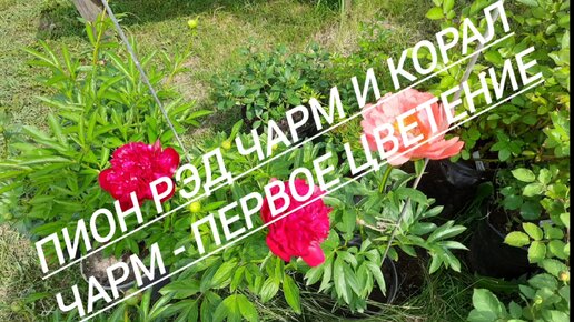 8.#Пион Рэд Чарм и Корал Чарм - первое цветение//06.06.24🌺🌺🌺