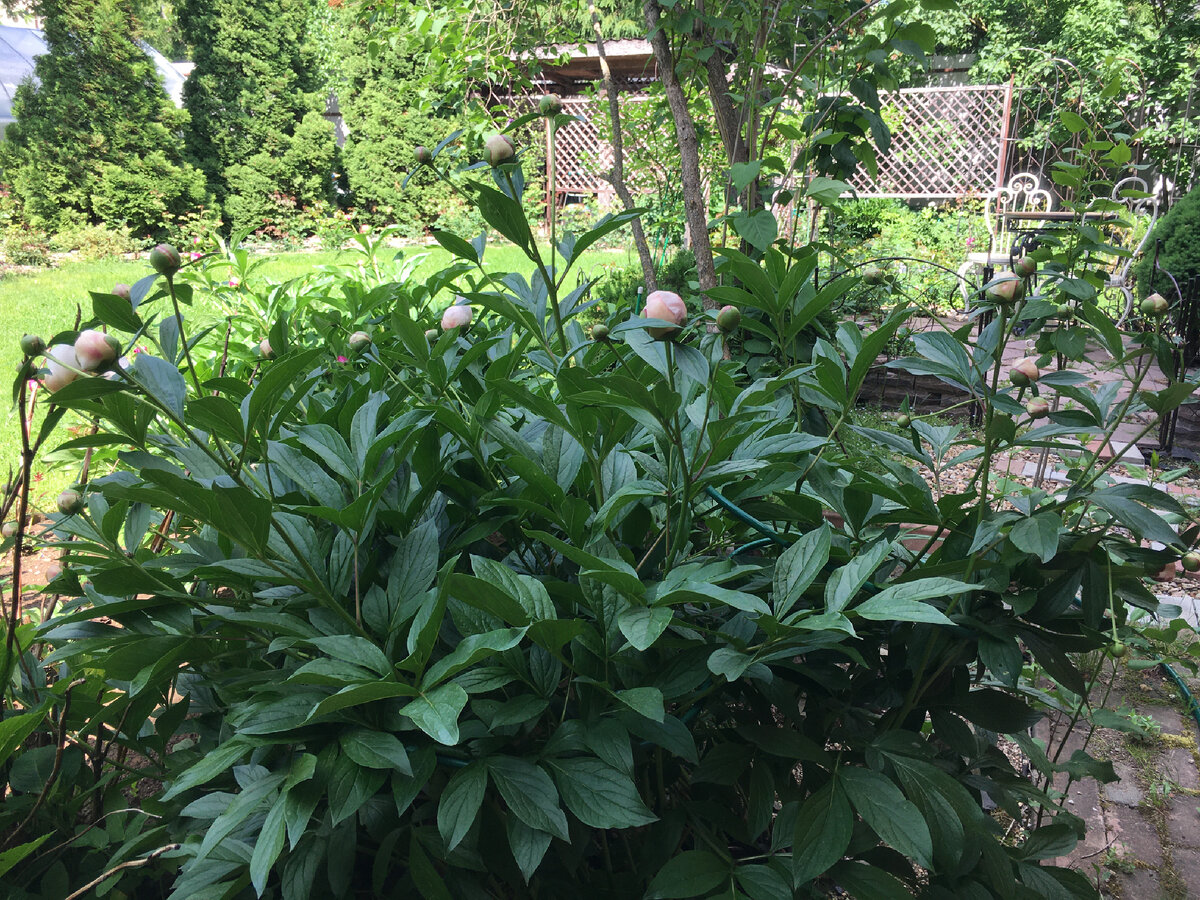 Заслуженный стародачный пион частично распустился к вечеру