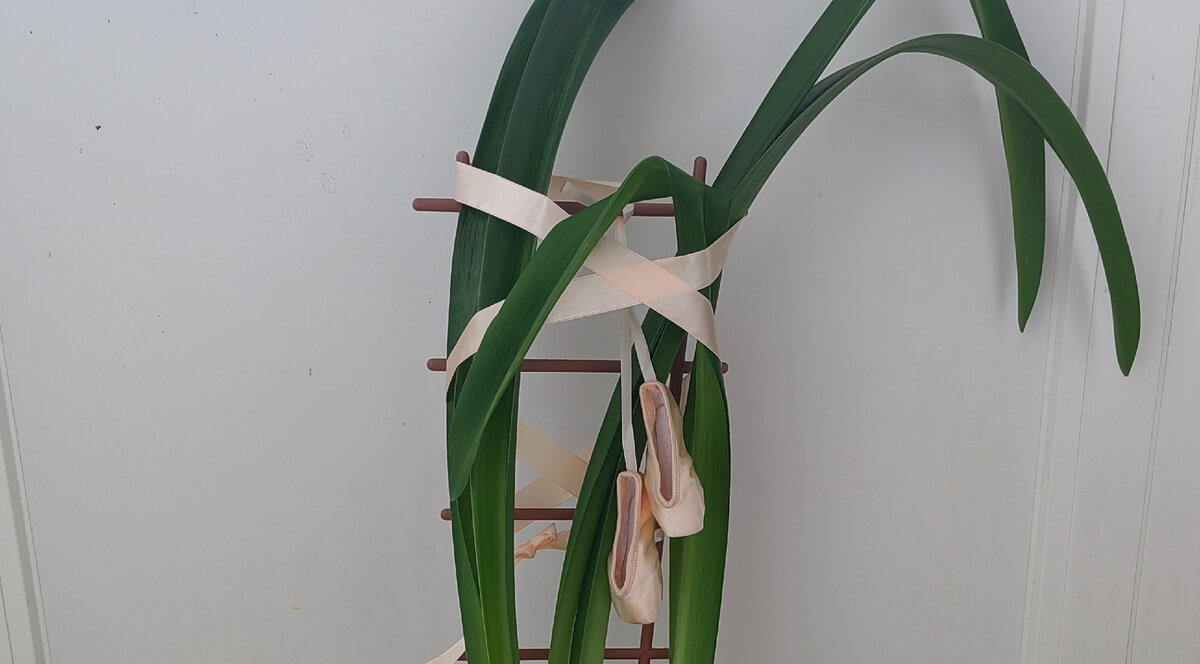 Когда гиппеаструм не цветёт, на нём в воспитательных целях висит уменьшенная копия настоящих пуантов. Фото автора 