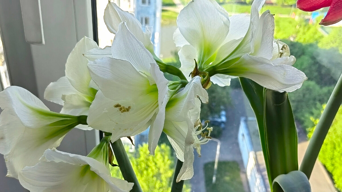 Моя бледная Светлана. Приобретался как амариллис (!) «Мэрилин». Фото автора