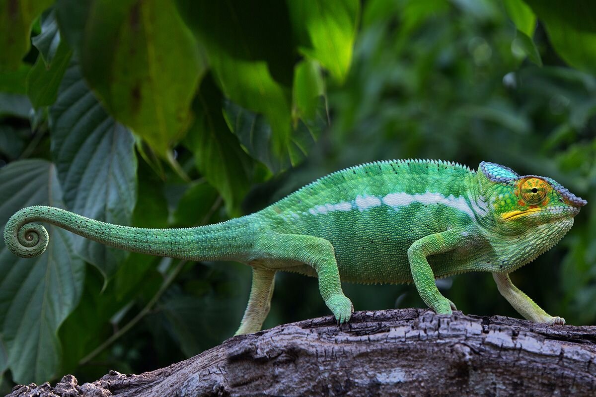Террариум для хамелеонов занимает достаточно много места, он должен быть большим, чтобы рептилия могла свободно передвигаться. Источник: shutterstock📷
