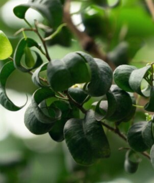 Фикус бенджамина Барок