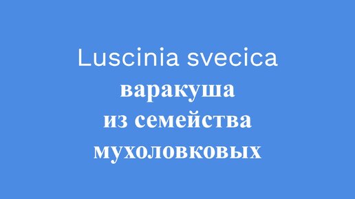 Пение варакуши #мухоловкообразые #пениептиц #голосваракуши #песняваракуши #орнитология #птицыроссии #природароссии #определительптиц #голос