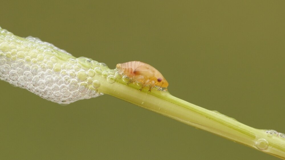    Фото: Shutterstock, Слюнявая пенница