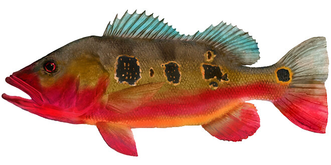 Cichla mirianae