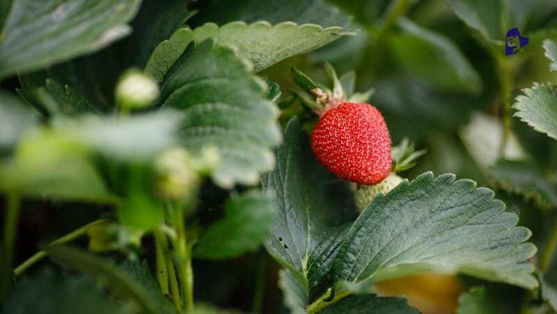    Кисловодский тепличный комбинат переходит на бережливые технологии Фото: ИА «Победа26»