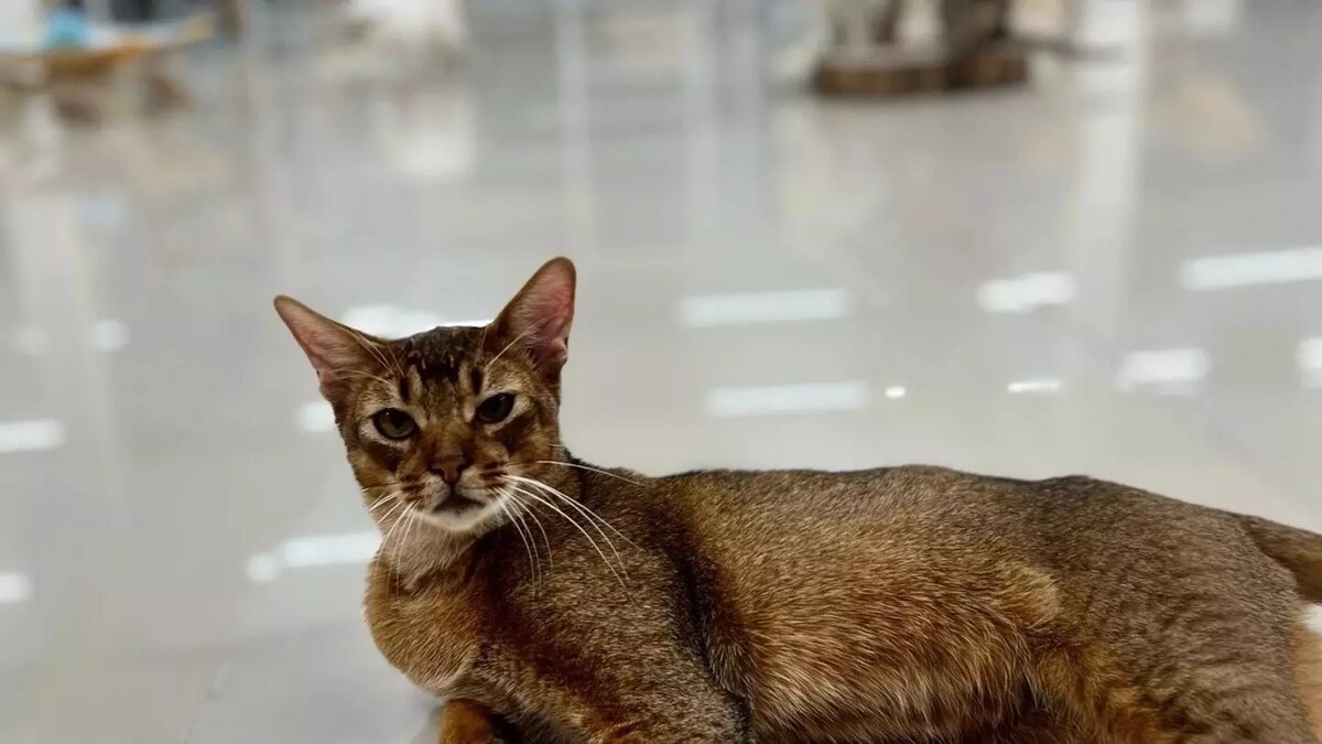     Источник: Пресс-служба Управления ветеринарии Удмуртии