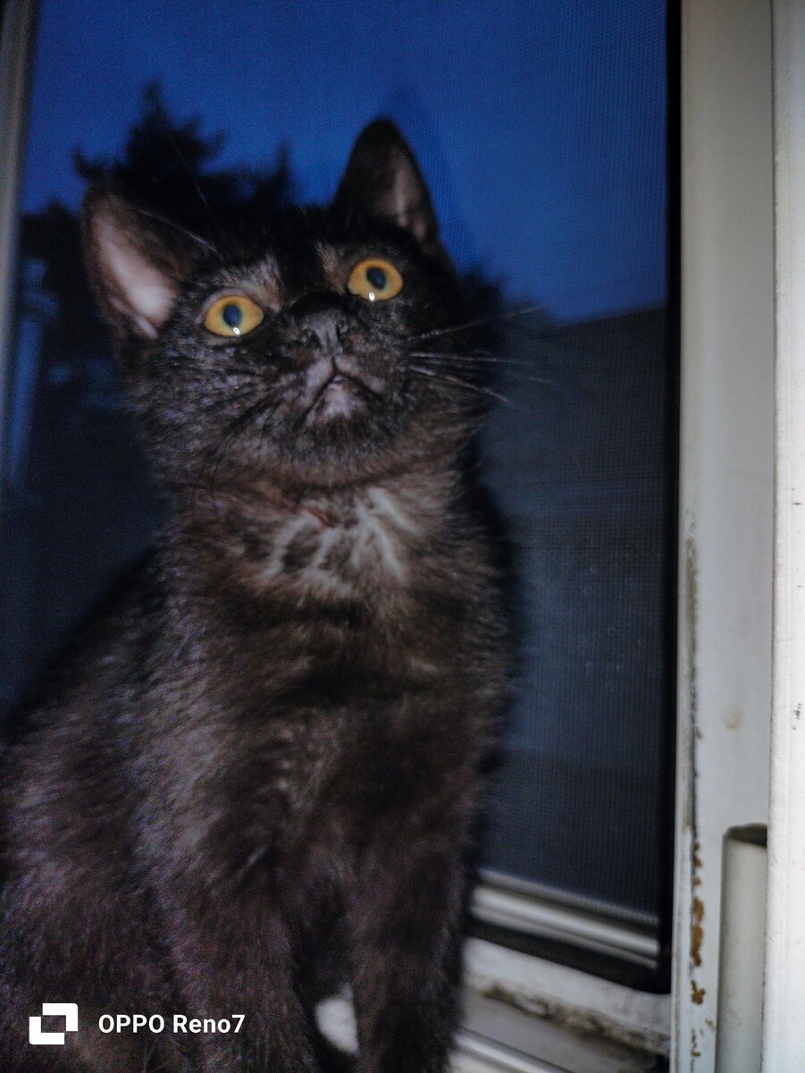 Он очень милый 