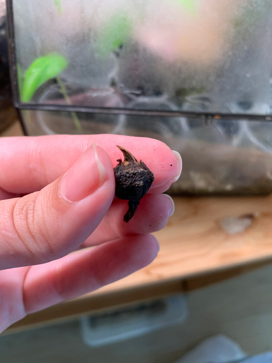 Клубень Alocasia Polly Pink