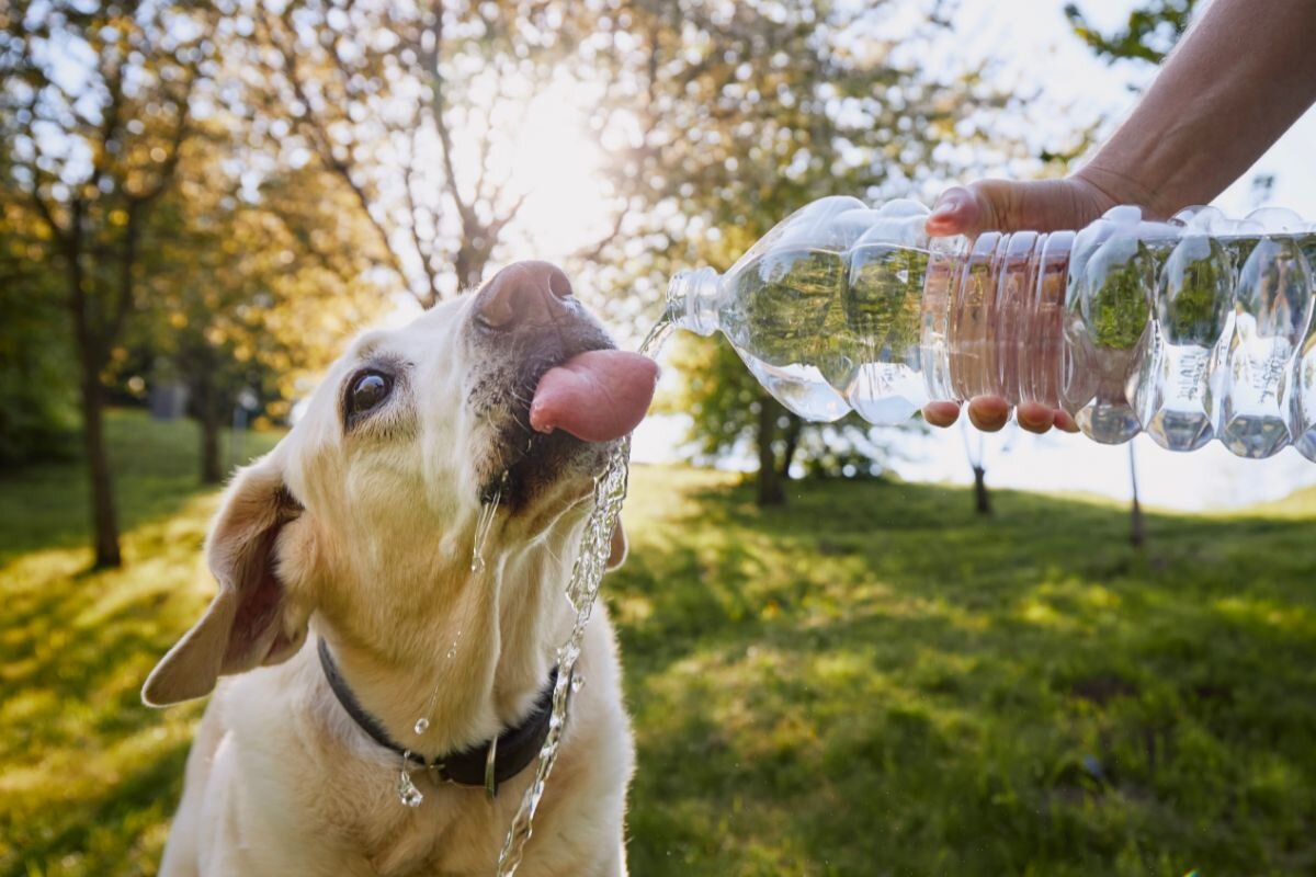 Собака пьёт воду из бутылки 