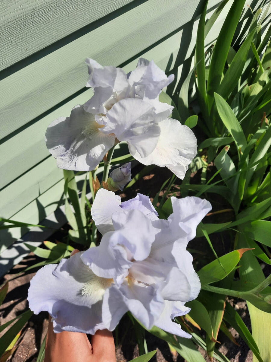 Мой самый любимый - нежно-голубой ароматный бородатый ирис. Пахнет нежно, изыскано, чуть слышно.  