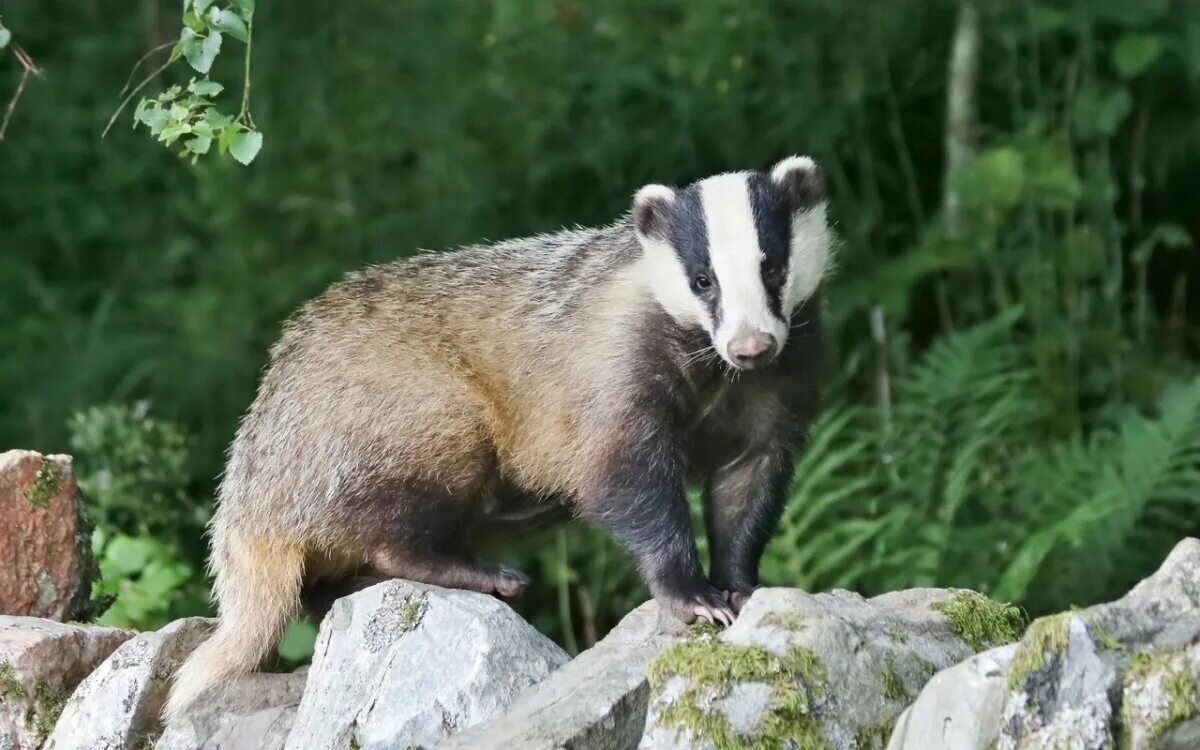 Яндекс картинки