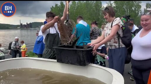 В пруд Нижнего Тагила запустили пожирателей водорослей