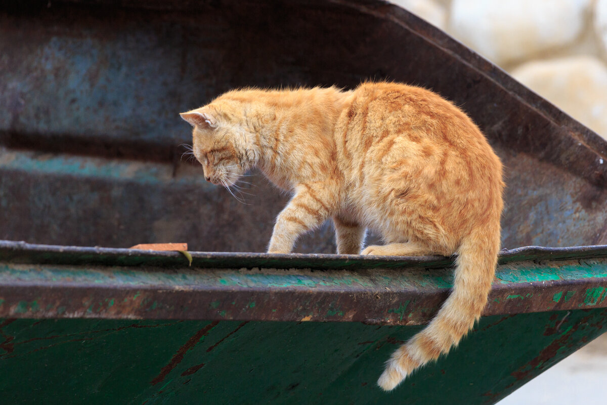 Фото: S1001/Shutterstock/Fotodom