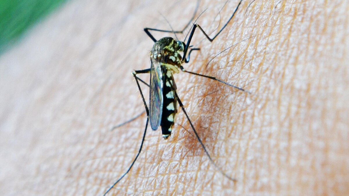    Народное средство отпугнет комаров© PxHere