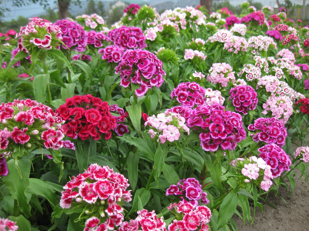 Турецкая гвоздика, фото автора от 07 июня 2024 года