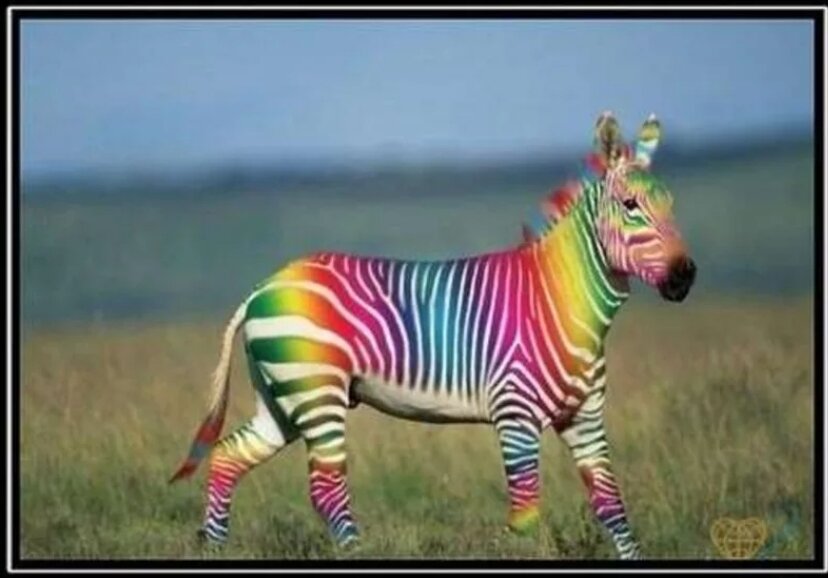 Каждый из нас художник своей жизни! Каждый выбирает сам, зебра это или радуга) 
