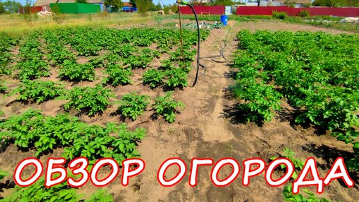 ОБЗОР ОГОРОДА В НАЧАЛЕ ИЮНЯ. ПОЕЗДКА В ВОРОНЕЖ К НЕЙРОГЕНЕТИКУ. КУПИЛИ ЧЕРЕШНЮ. ЖИЗНЬ В РУССКОЙ ГЛУБИНКЕ.