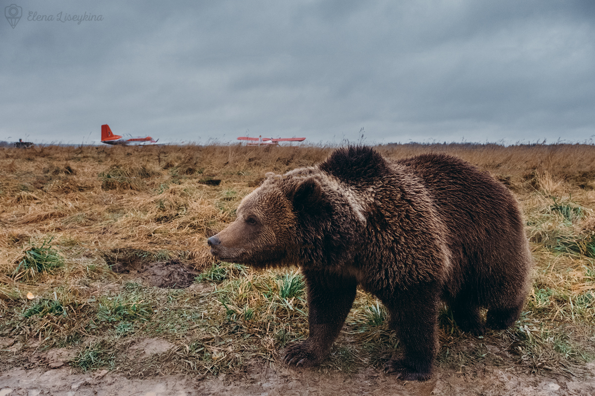 Я ездила на аэродром к Мансуру около 5 лет назад. Лично видела медведя на фоне самолетов. :)