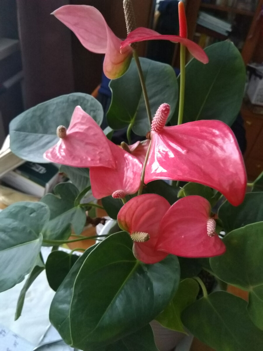 Фото автора. Мои антуриумы