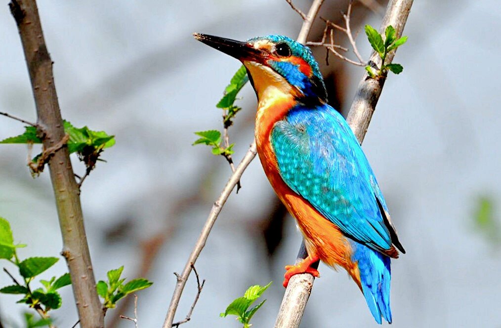 Лат. Alcedo atthis, фото: gas-kvas.com