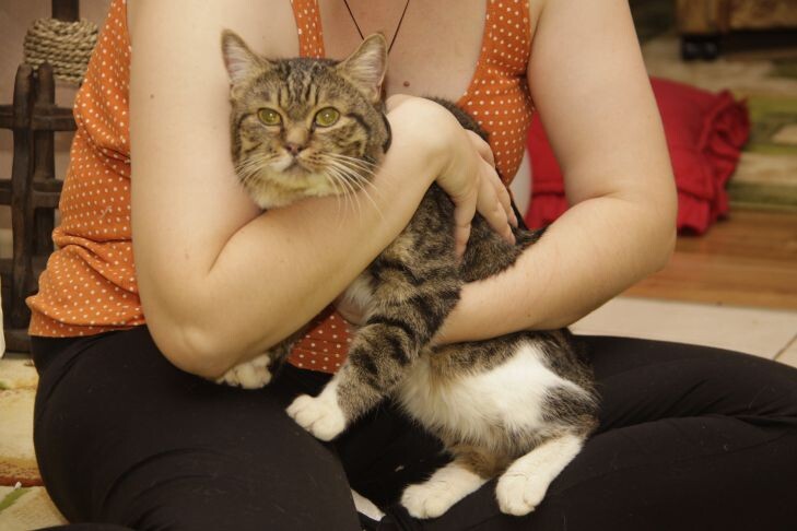 Как понять, что кошка вас любит и ценит: фелинологи назвали признаки