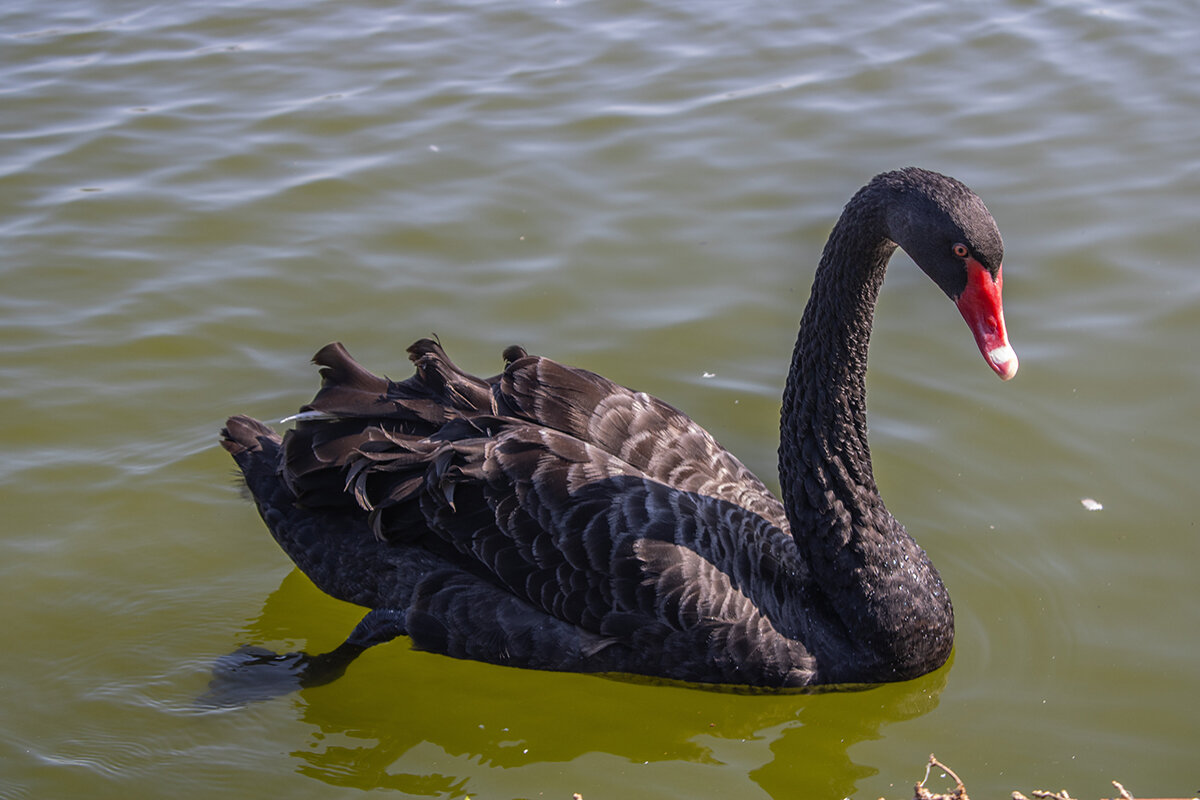    KontroledKaos / Shutterstock / FOTODOM