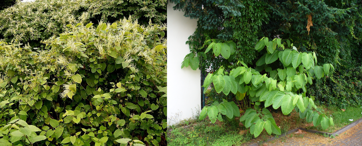 У японской рейнутрии более округлые листья меньшего размера,чем у сахалинской, но вероятно почти все, что мы видим в садах и на улицах - это рейнутрия богемская.