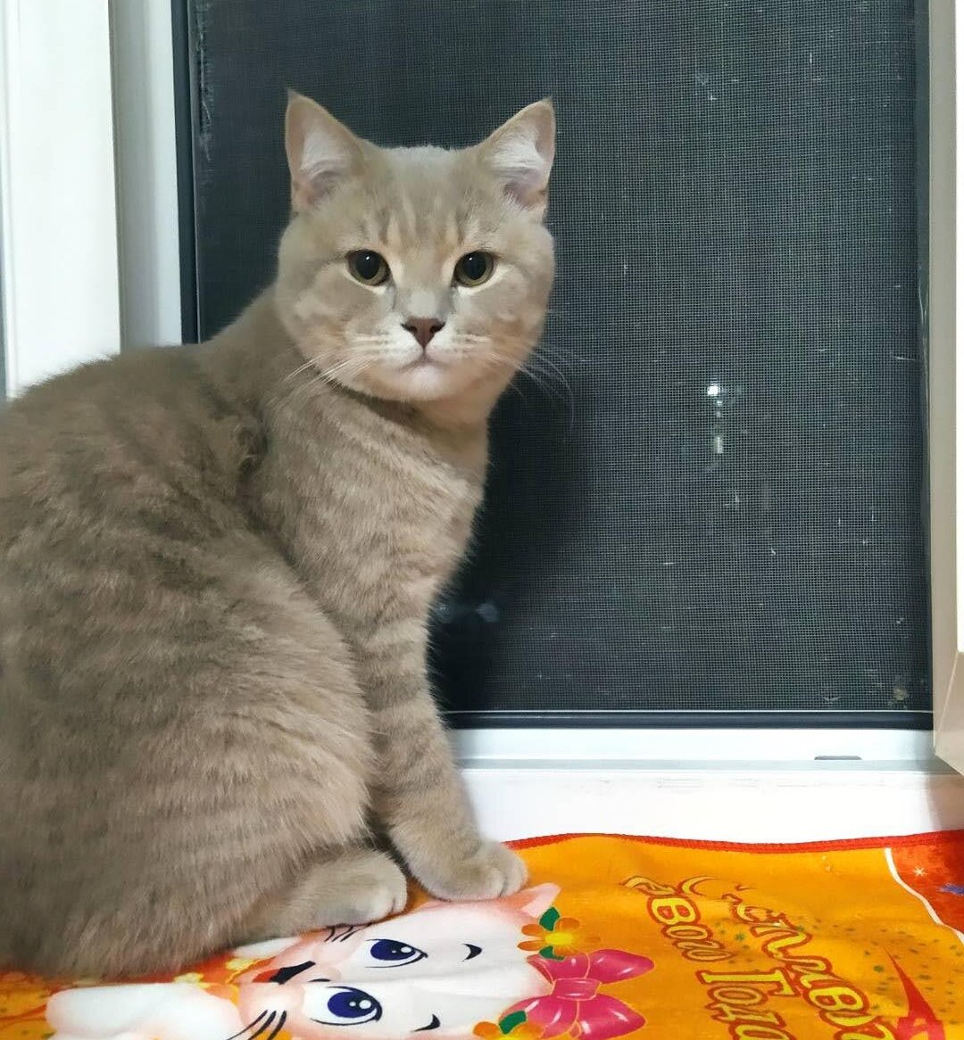 Бася, хранитель домашнего очага)) 