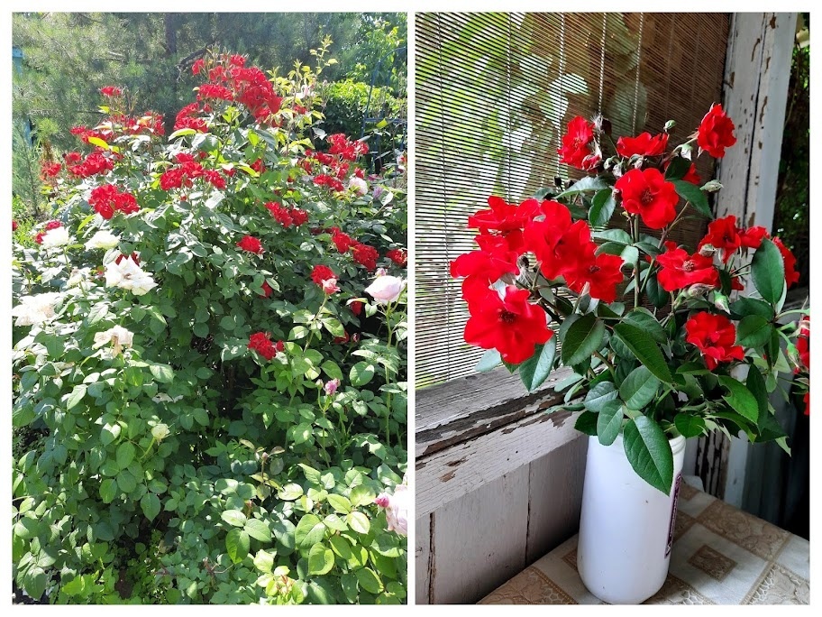 фотоколлаж Лилии