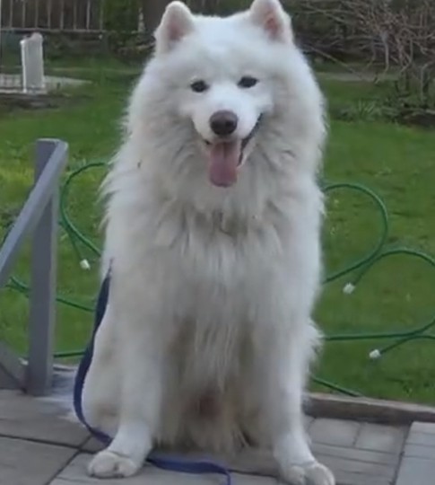 Монолог самоеда