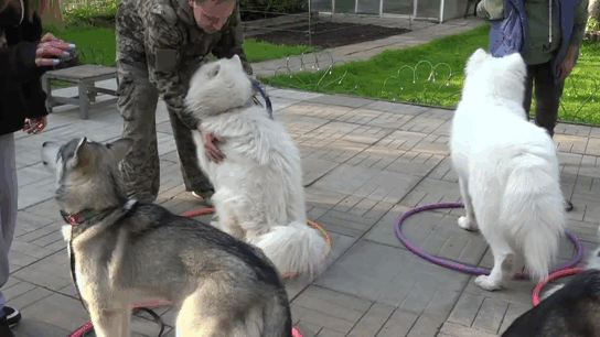 Обход группы собак