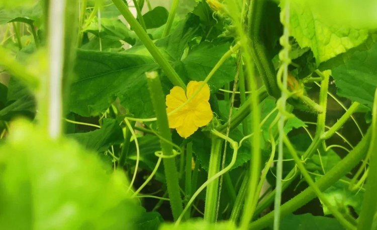    Как увеличить завязь у проблемных огурцов