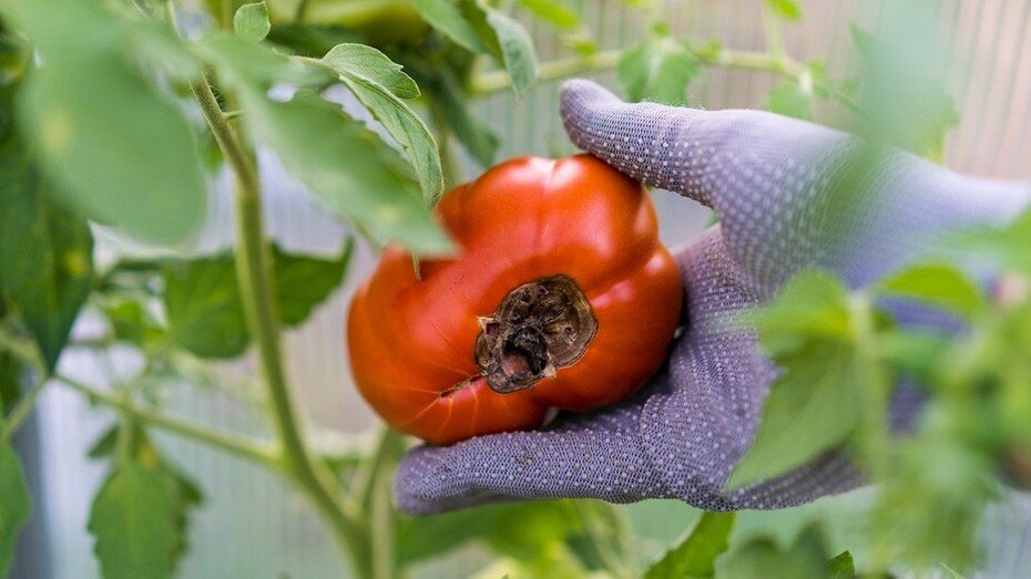 Здесь и далее: ShutterStock/Fotodom.ru