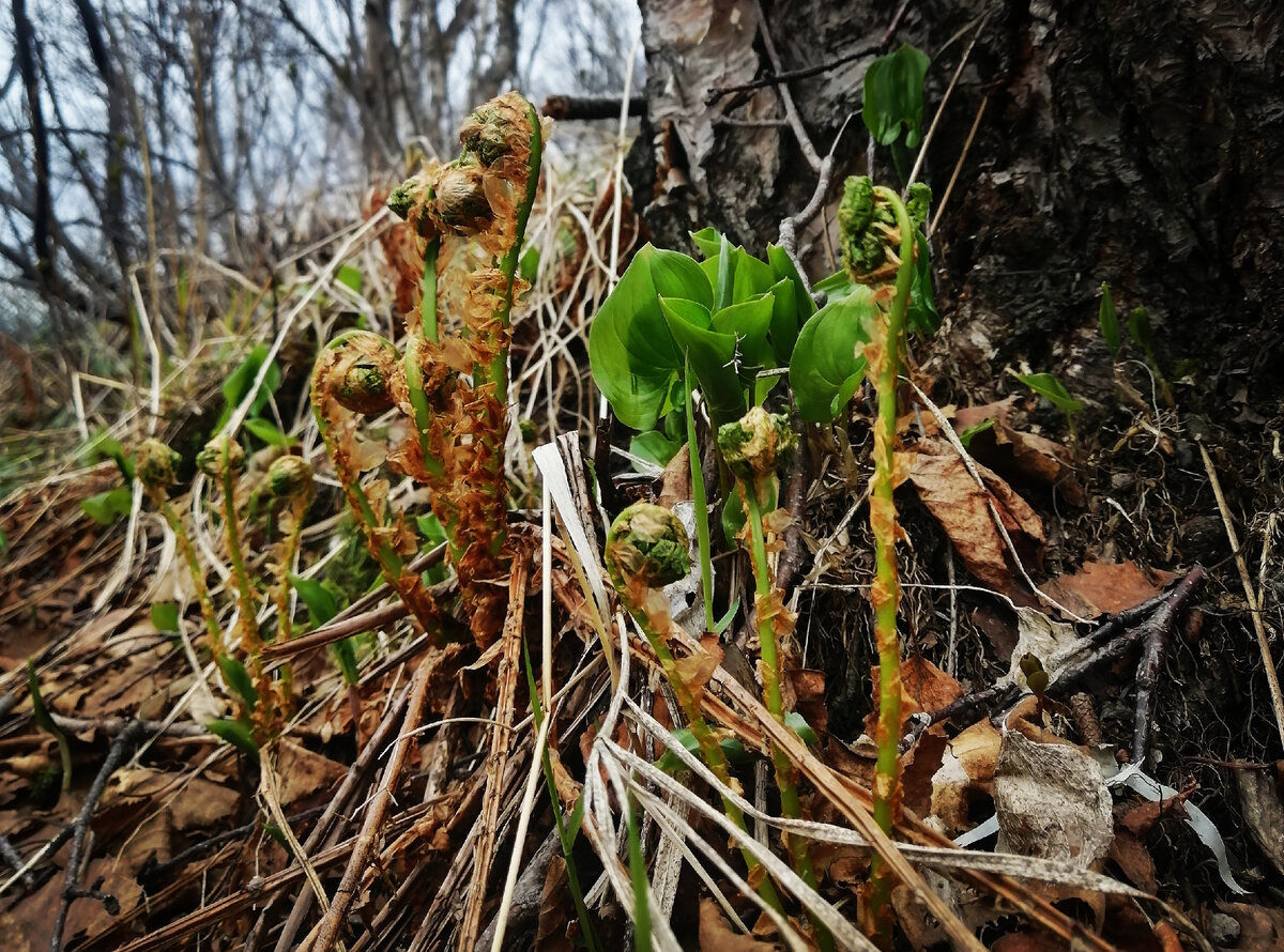 По пути на Мишенную сопку. Безусловно вид с неё прекрасный, а ещё прекраснее жизнь на ней☺️