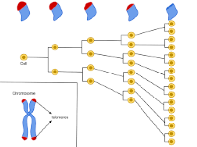 Фото: ru.wikipedia.org