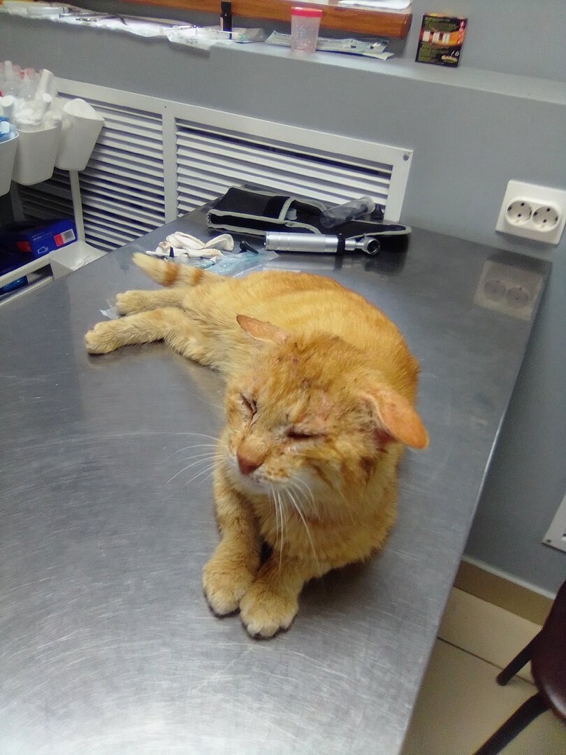 Саид уснул пока ждал результаты мазка из ушек