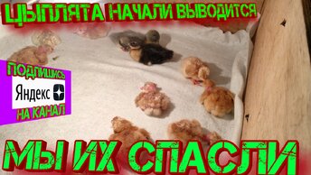 Цыплята начали выводится. Мы их спасли!!!