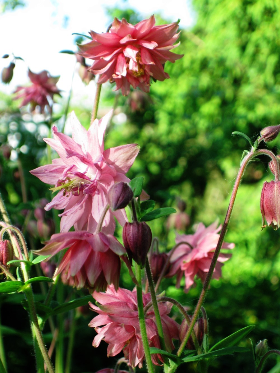 Аквилегия махровая зацвела