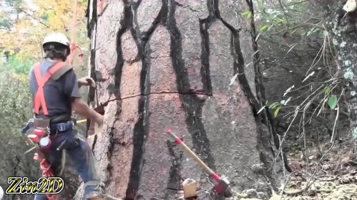 Зачем в валке крупных деревьев применяют домкраты? Все в этом видео.