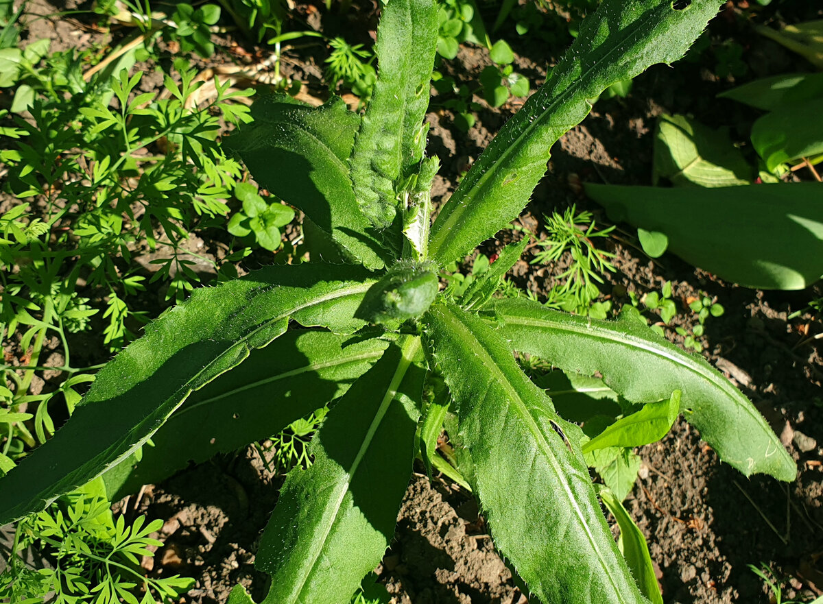 Осот полевой.