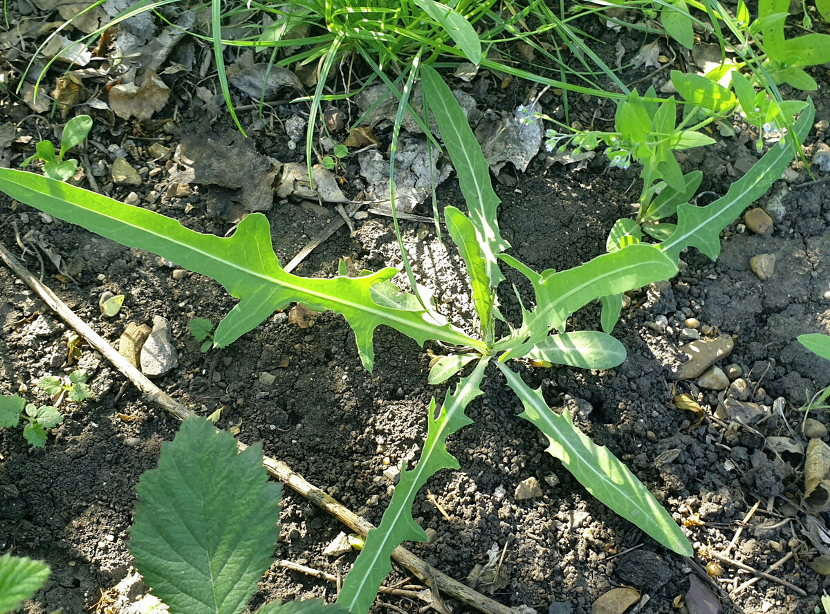 Осот голубой.